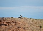 Steppebuizerd (Steppe buzzard)(buteo buteo vulpinus) - Bayanzag 19-08-2016 (5)